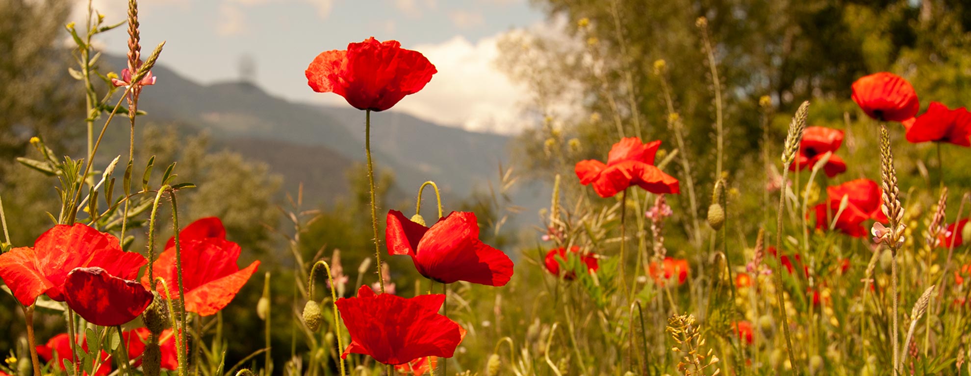 inntour_Mohnblumen_DSC0239-oben